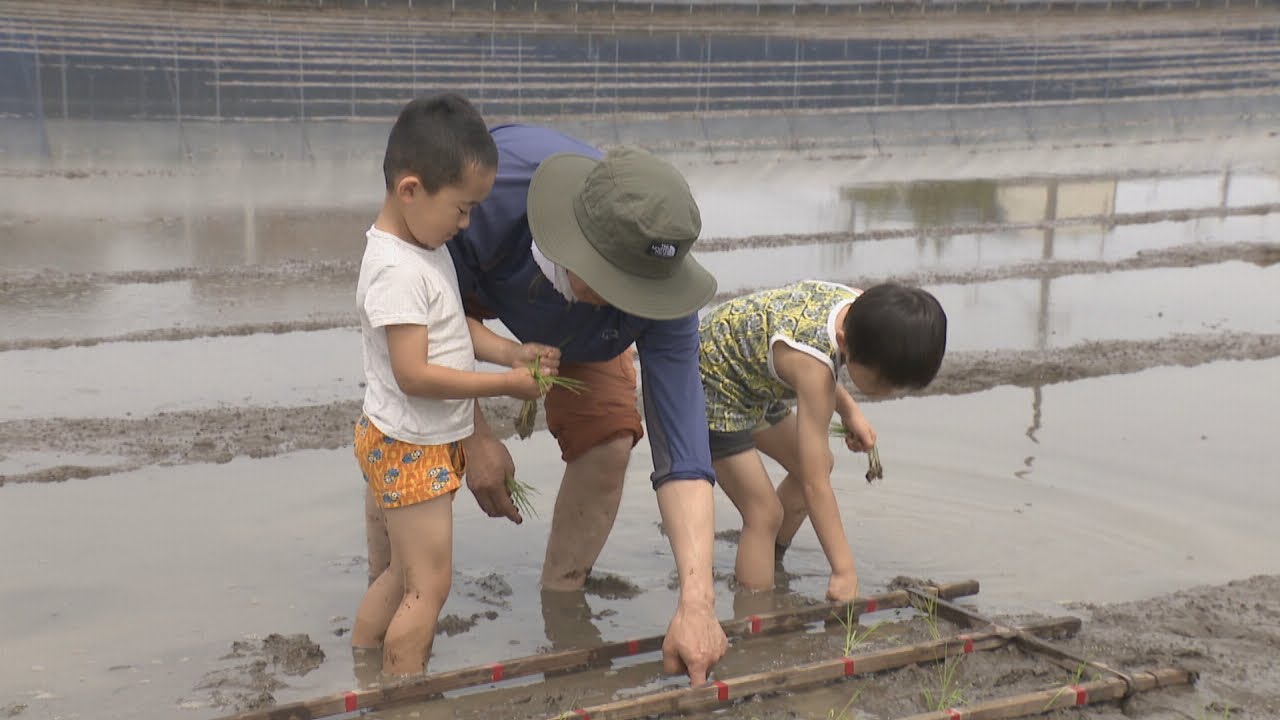 ふわふわヌルヌル♪幼稚園児が田んぼで「田植え体験」　高松市