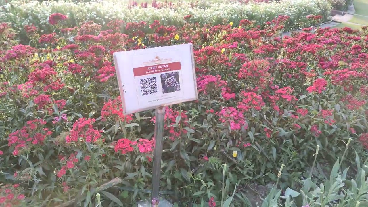 Perfume Inspiration at Amrit Udyan 2026 | Tulips, Roses & Spring Notes- Menjewell Perfumes