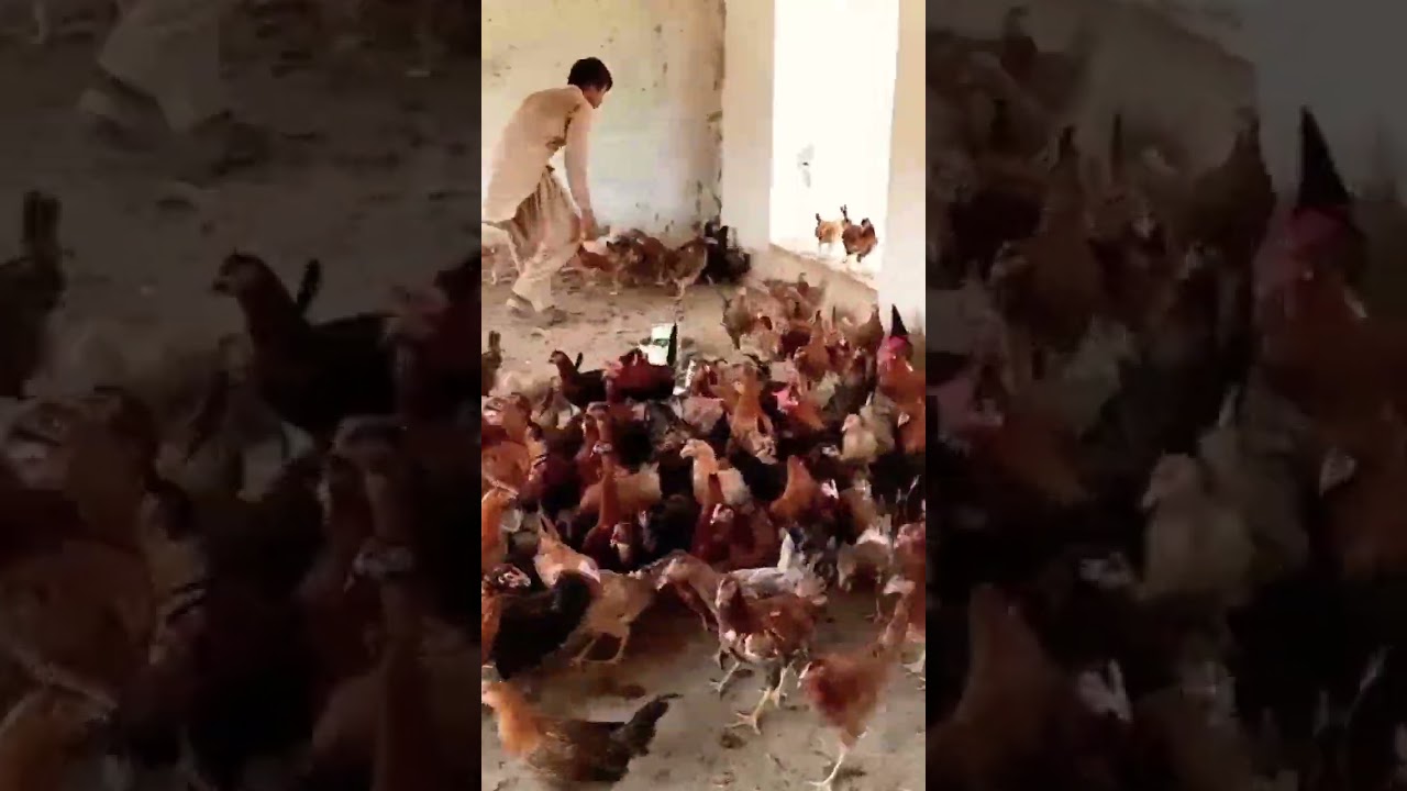 Desi Hen's in farm 