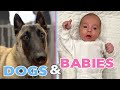 How to Introduce Dogs to Newborn Baby