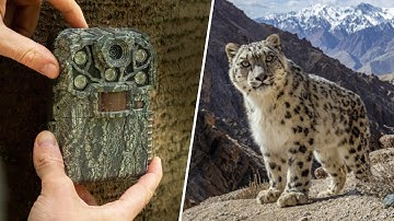 Hoe je wilde dieren filmt met cameravallen