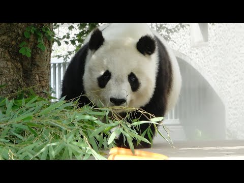 タンタン、おやつがないか探して歩く🐼 やぐらにいっぱいあった♥ #王子動物園🐼