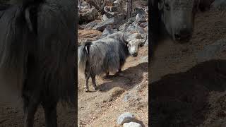 Yak the king of karakuram