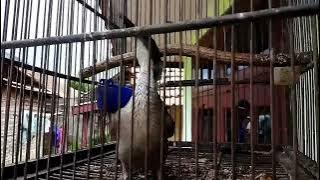 Cucak Timor Gacor Full Isian Ampuh Untuk Pancingan Burung Bahan