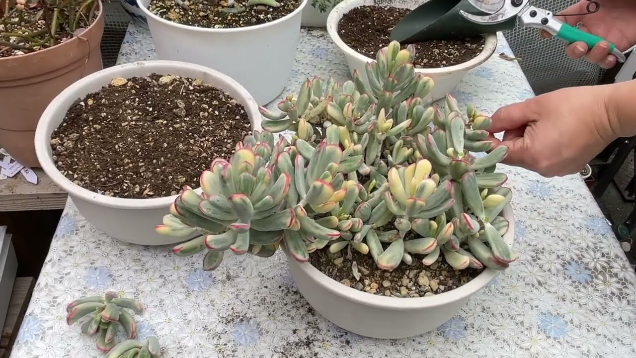 #197  REPRODUCCION DE MI COTYLEDON ORBICULATA VAR. FLANAGANII VARIEGADO