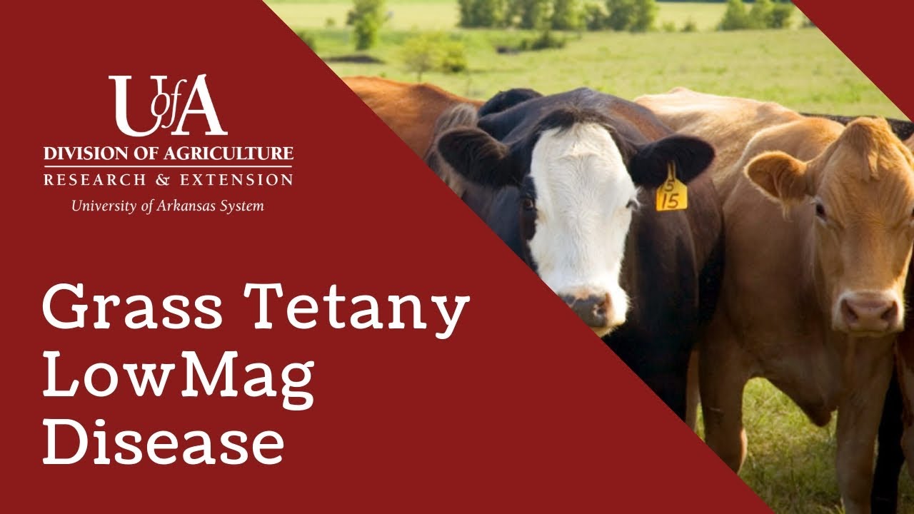 Grass Tetany Low Magnesium Disease in Cattle and other Livestock YouTube