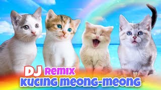 DJ KUCING MEONG-MEONG | LAGU KUCING MEONG MEONG REMIX | CUTE KITTEN #kucing #kucinglucu