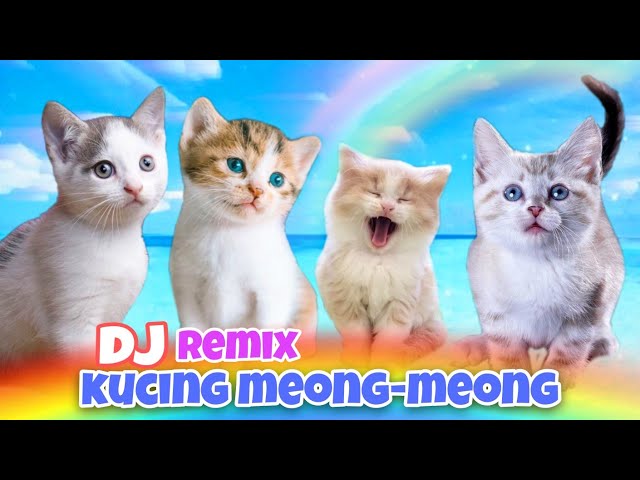 DJ KUCING MEONG-MEONG | LAGU KUCING MEONG MEONG REMIX | CUTE KITTEN #kucing #kucinglucu class=