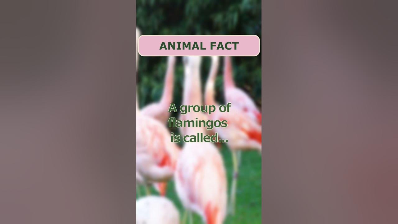 Animal Fact - YouTube