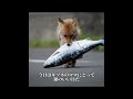 浜辺で暮らす母ギツネ：ホタテしかなかった朝から大漁の夜へ、育つ子狐たちのために走り続ける#犬 #動物世界 #動物 #面白い #funny