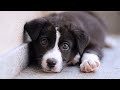 Little Stray Puppy Finds A Loving Family