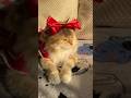 Same Thing Again Trending Cat Juliiriska Videoday Cute Pets Kitten Same Thing Again Trending Cat Juliiriska Videoday Cute Pets Kitten