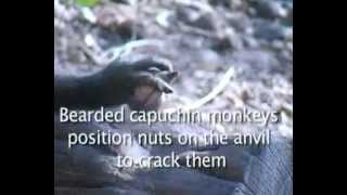 Capuchins are nutcracking masters