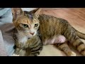 こつぶにご飯＆授乳＆かのみくご飯たべる配信【黒猫かのみく】