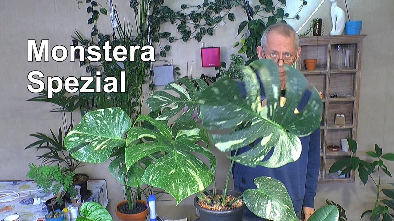 Spezial Monstera Thai Consellation nach dem Schneiden zur Vermehrung. Wie haben sie sich entwickelt?