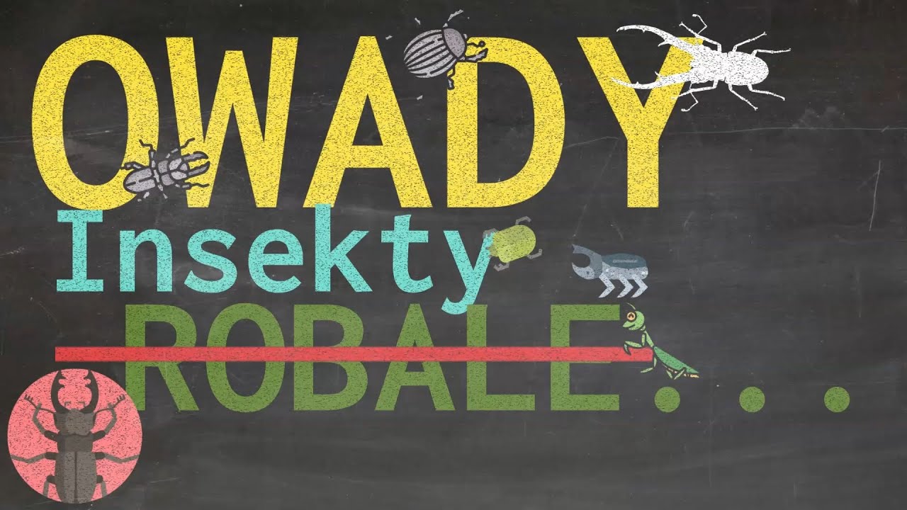 Owady przystosowane są do każdych warunków. Cechy, aparaty gębowe