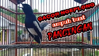 Download Lagu Kacer ngeplong ampuh buat pancingan kacer bahan dijamin langsung respon MP3 Download Lagu Kacer ngeplong ampuh buat pancingan kacer bahan dijamin langsung respon MP3