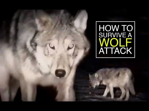 Hoe overleef je een Wolf Attack