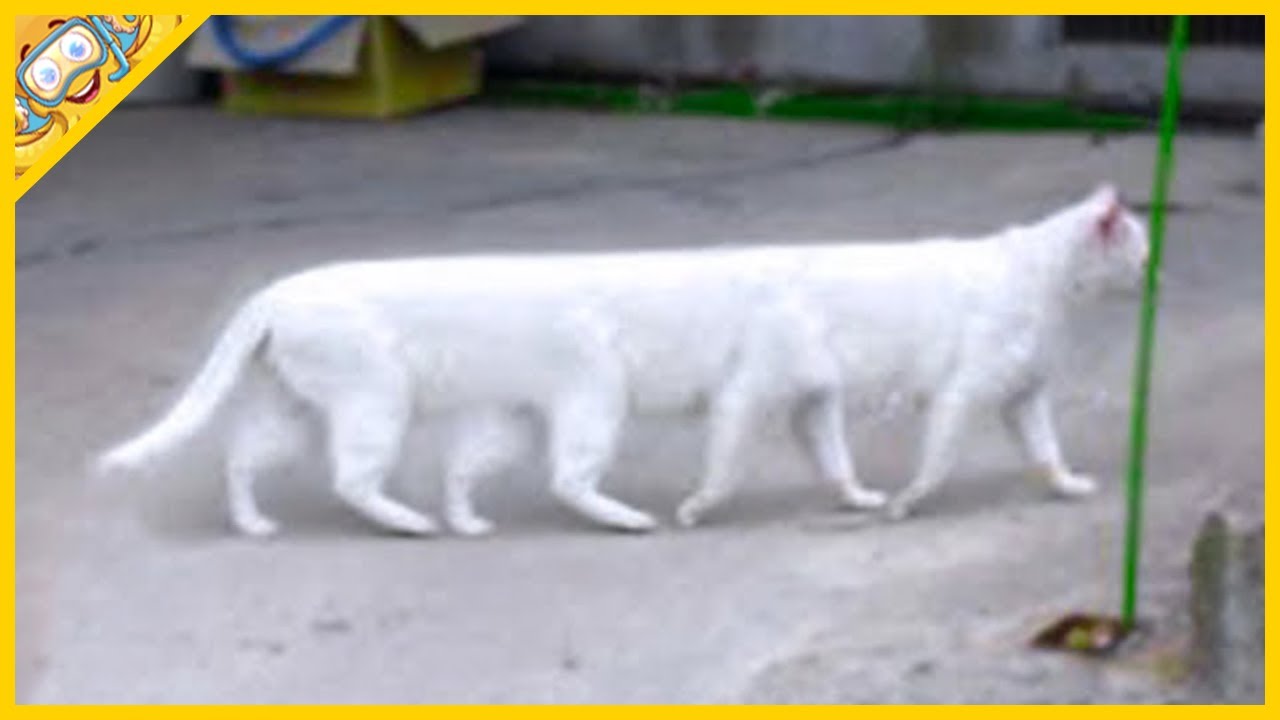 15 Koček, které se rodí jen jednou za tisíc let