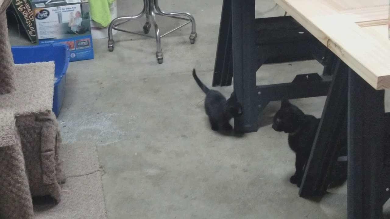 Epic fail cats cant jump camera iphone 8 plus apk