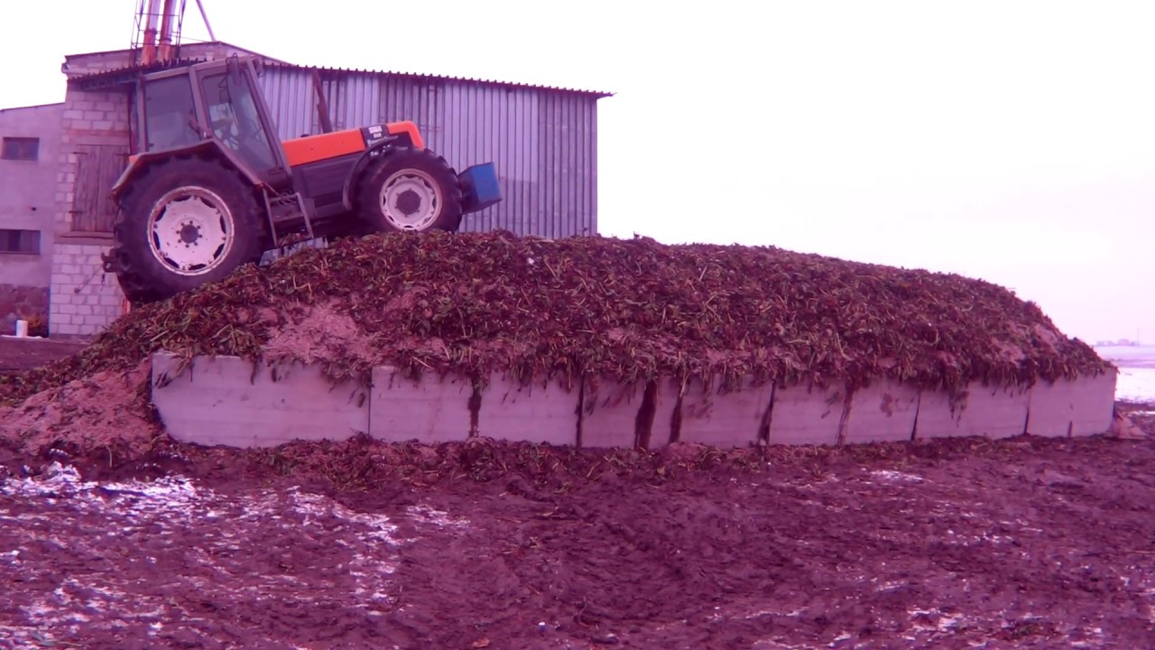 Budowa silosu, zbiornika do kiszonki z liści buraka/Zbiór liści/Renault 155.54/Renault 90-34