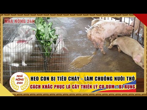 Video: Địa điểm trồng nấm ở vùng Yaroslavl. Có nấm ở vùng Yaroslavl không?