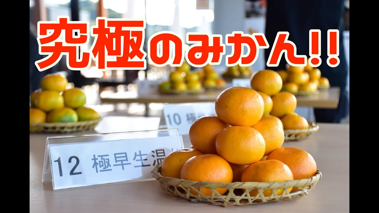 あり太くん解説！これが究極の有田みかんや！！【有田市認定みかん 