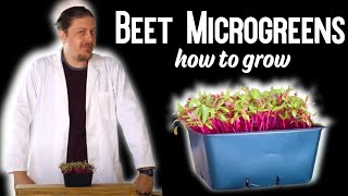 How To Grow//Beet Microgreens