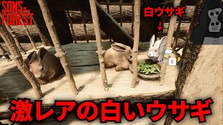 #2-35 激レアの白いウサギ家族にした、ウサギの動物園完成【Sons Of The Forest】