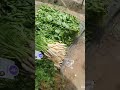 Thursday Market at Channasandra #banglore #shorts #ytshorts #youtubeshorts #vijethavlogs-15
