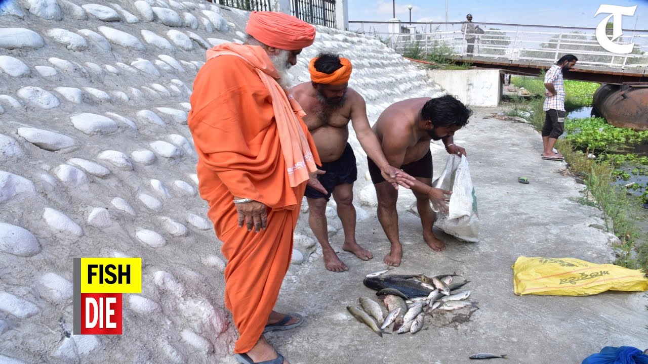 Hundreds of fish die in Kali Bein at Sultanpur Lodhi