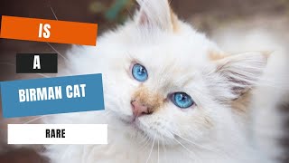 Is A Birmans CAt Rare ? by Dreamy Zoo 126 views 10 months ago 3 minutes, 11 seconds