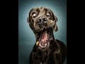 Best FUNNY DOG videos -  Get ready for LAUGHING SUPER HARD