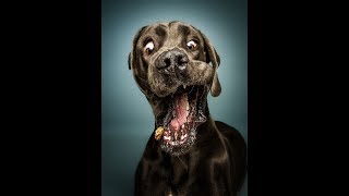 Best FUNNY DOG videos -  Get ready for LAUGHING SUPER HARD by Pet Planet 836 views 4 years ago 5 minutes, 34 seconds