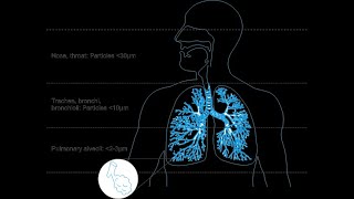 Module 7 Respiratory