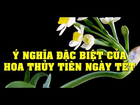 Vì sao có tên là hoa thủy tiên - ý nghĩa hoa thủy tiên trong ngày tết là gì? | Foci