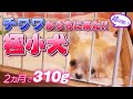 【チワワ】310g 極小チワワの子犬がうちに来た!!【お迎え】Welcome home. Micro tiny chihuahua puppy 10.93 ounces at 8 week