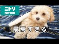 ニトリの犬用グッズがお気に入りすぎて取り合いになっちゃう犬たちw【犬グッズ】