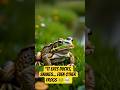 It Eats Ducks, Snakes... Even Other Frogs 🐸💀 #NatureIsMetal