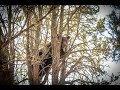 Hounding for Nevada Black Bear (teaser)