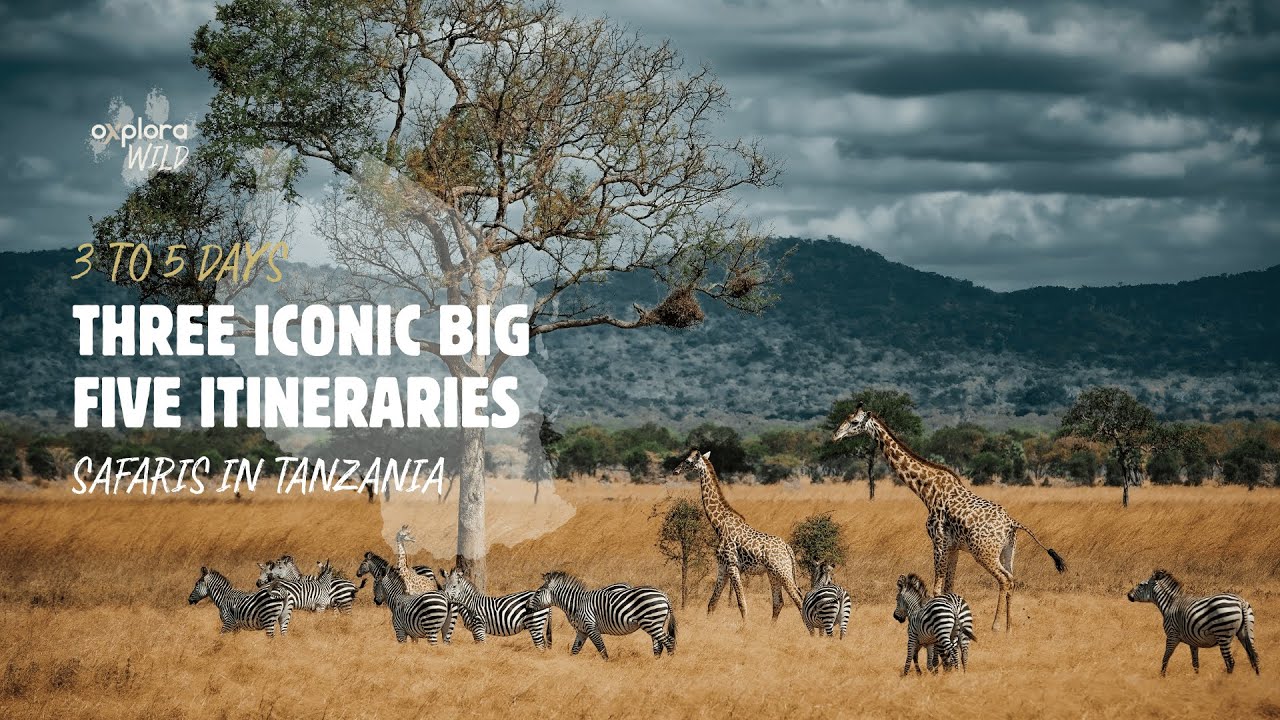 Tanzania Safari Experience | Big Five, Serengeti & Ngorongoro | Oxplora Wild