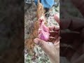 Onion Curing at our Farm #onionfarming #curing #agriuniversity #centurionuniversity