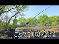 原種【49.5cm】。激濁りの湿地で出会った巨大なフナが衝撃の旨さだった。 Catch and Cook Original Species of Crucian Carp