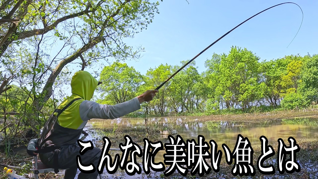 原種【49.5cm】。激濁りの湿地で出会った巨大なフナが衝撃の旨さだった。 Catch and Cook Original Species of Crucian Carp