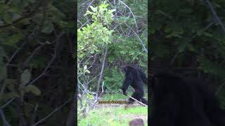 Why Understanding Chimpanzee Movement Protects Their Future