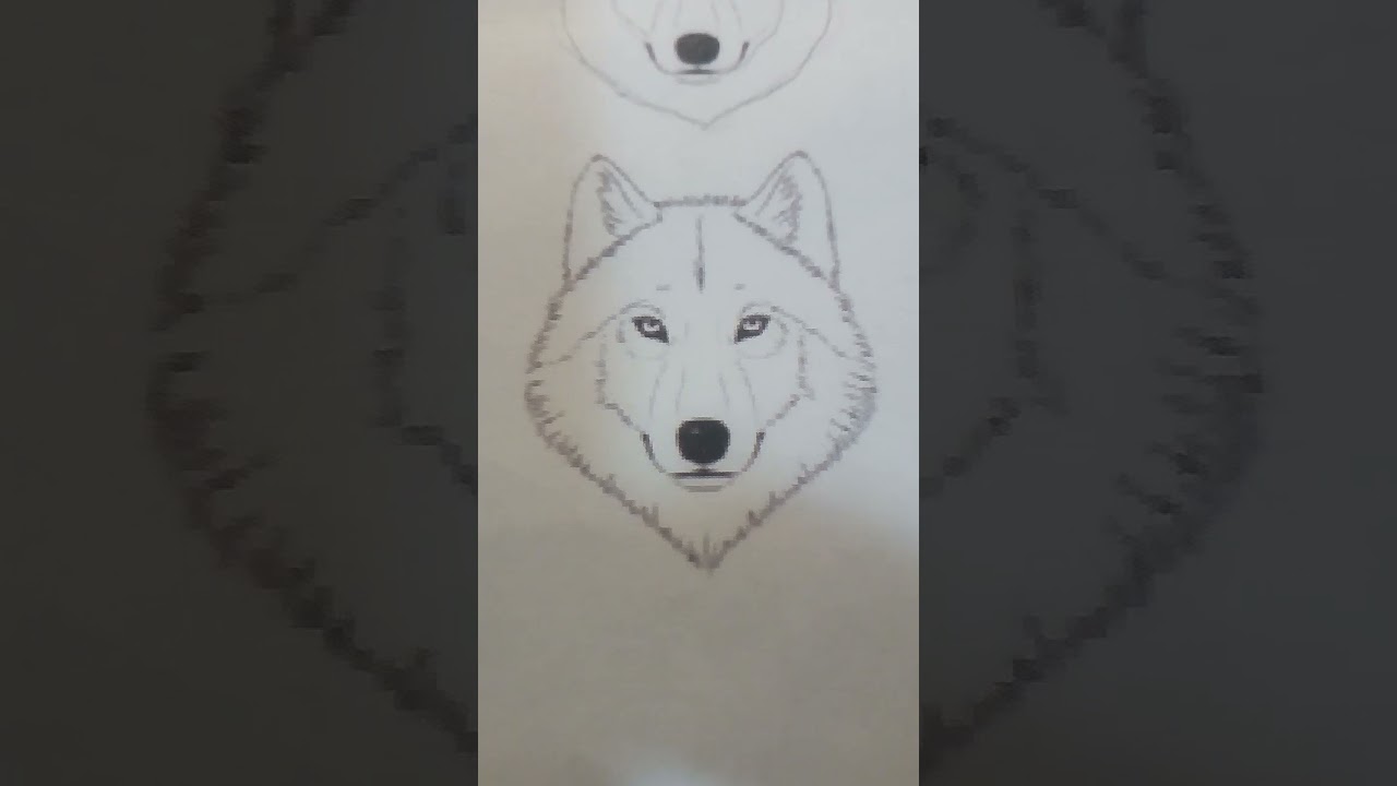 how to draw wolf 2