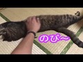 【猫動画】甘える猫が可愛いすぎる