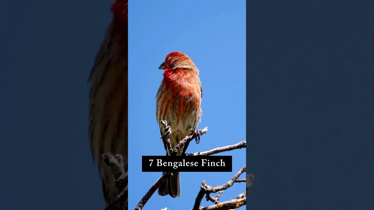 Exploring the Different Types of Finch | Interesting Facts | The Beast World