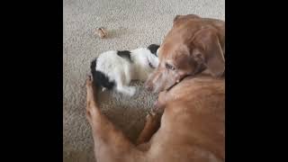 Lola & Pollyanna Play Fighting 71422 741Am