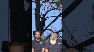 Trouble With The Tree Update - Large Tree Removal With Time Lapse- Mac And Scott - JOMA Construction